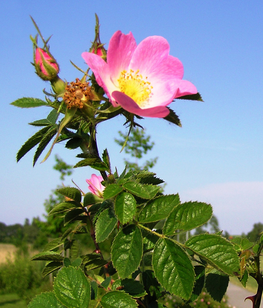 Rosa Mosqueta flor